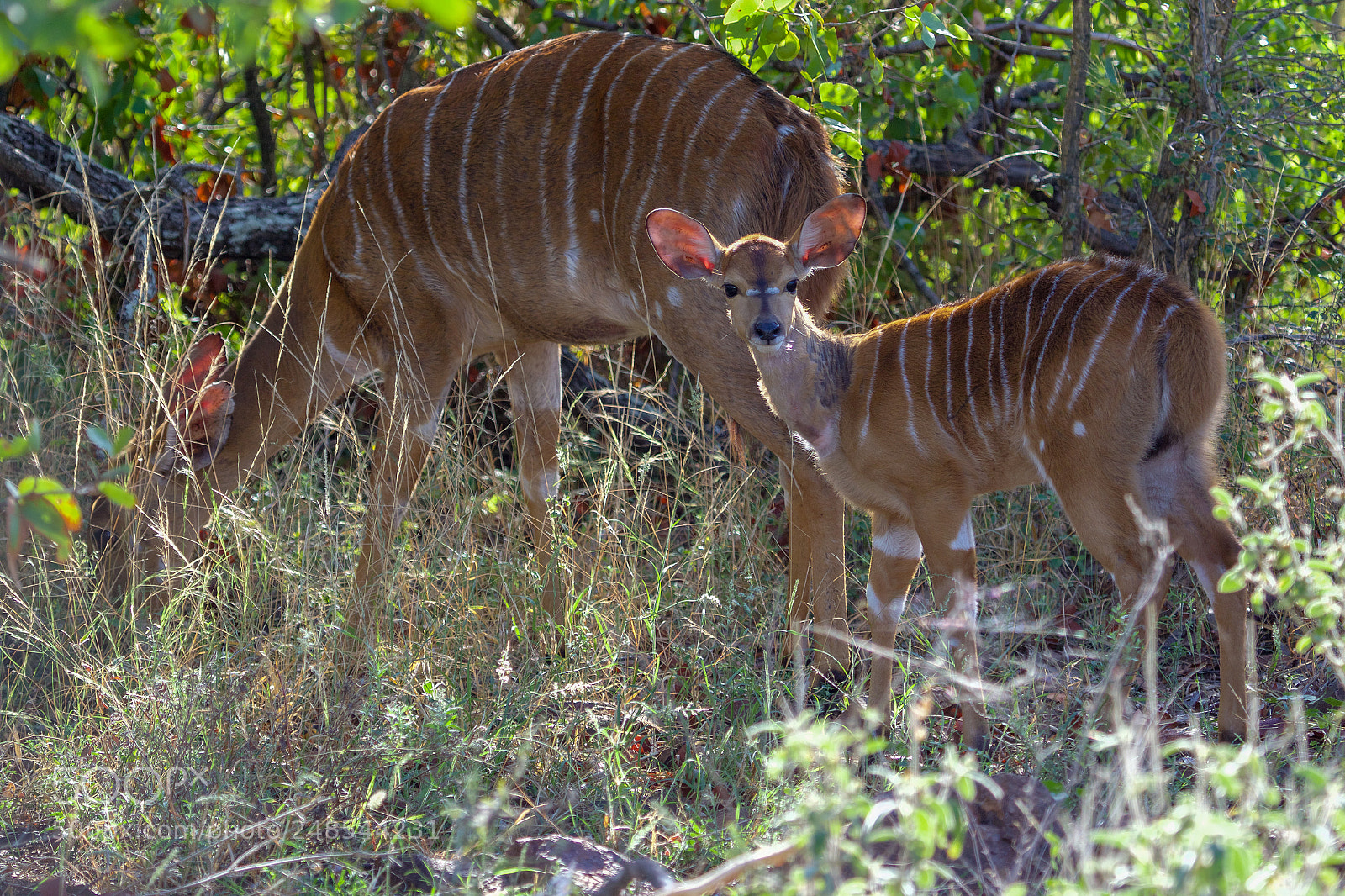 Canon EOS 7D Mark II sample photo. A nyala in the photography