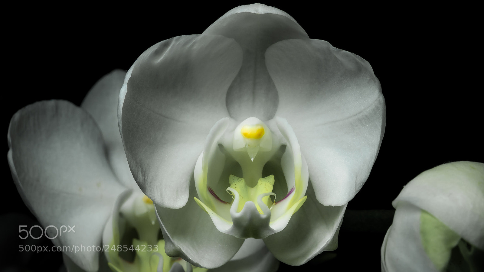 Sony Cyber-shot DSC-RX10 III sample photo. Phalaenopsis photography