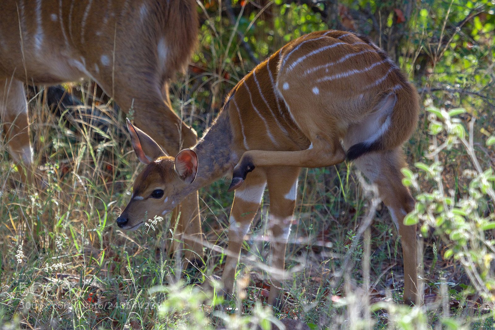 Canon EOS 7D Mark II sample photo. A nyala in the photography