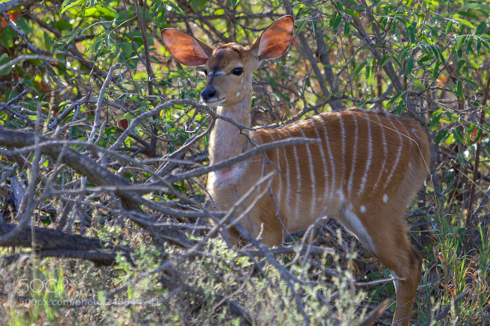 Canon EOS 7D Mark II sample photo. A nyala in the photography