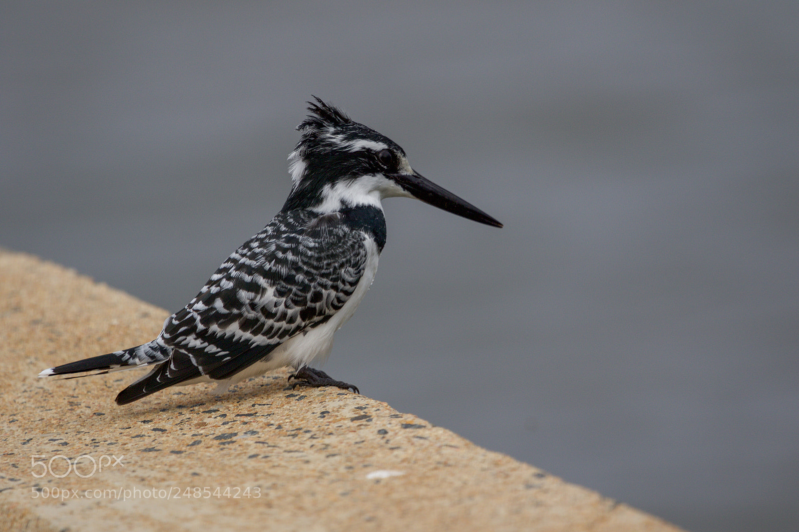 Canon EOS 7D Mark II sample photo. A pied kingfisher in photography