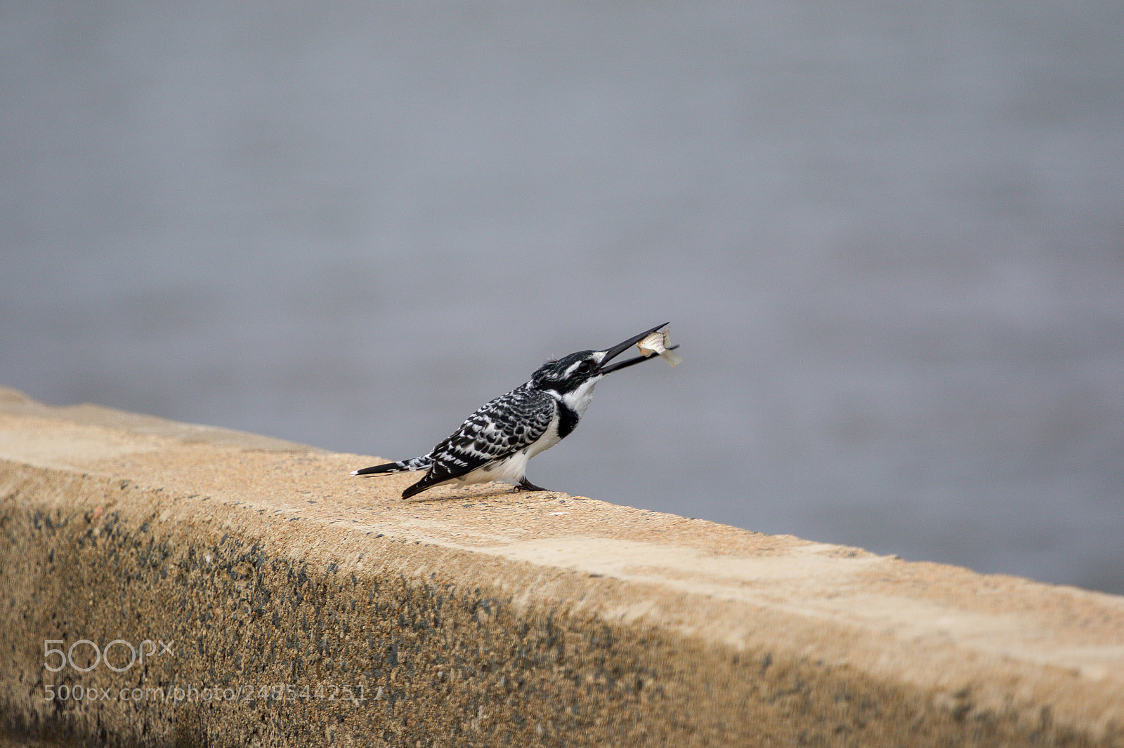 Canon EOS 7D Mark II sample photo. A pied kingfisher in photography