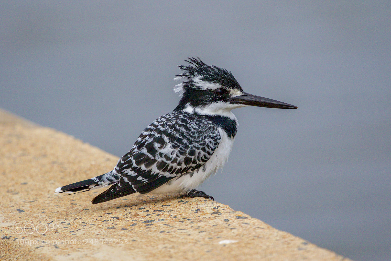 Canon EOS 7D Mark II sample photo. A pied kingfisher in photography