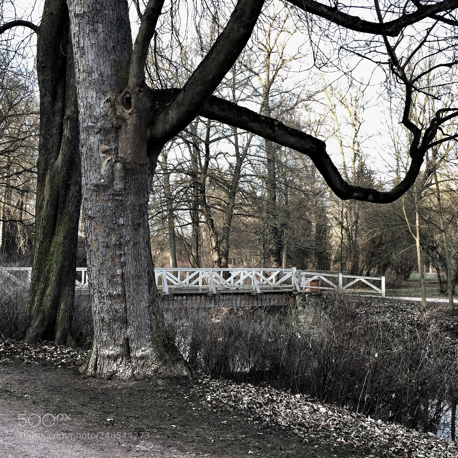 Apple iPhone 6 sample photo. 2 trees photography