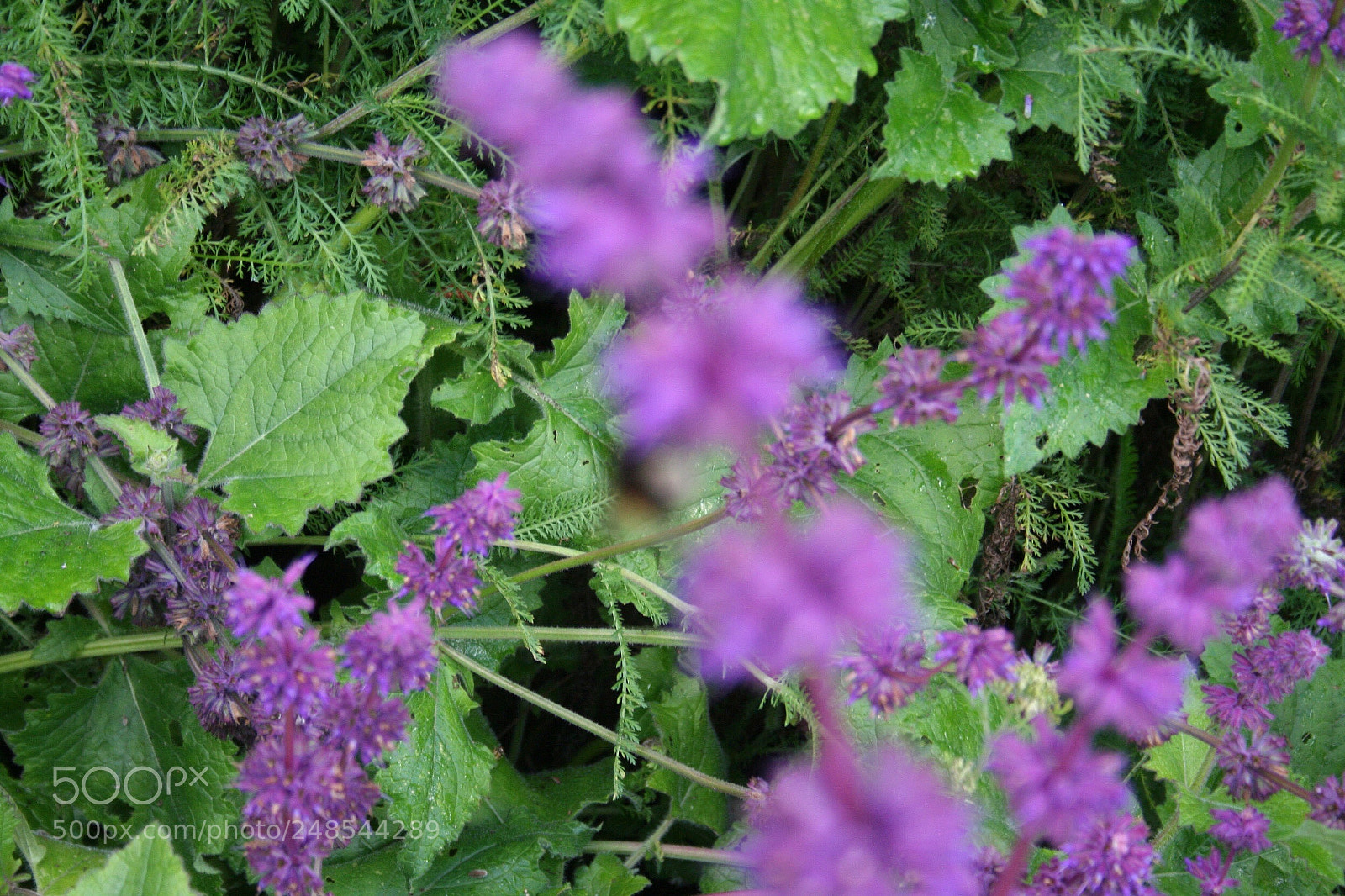 Canon EOS 350D (EOS Digital Rebel XT / EOS Kiss Digital N) sample photo. Purple flowers photography