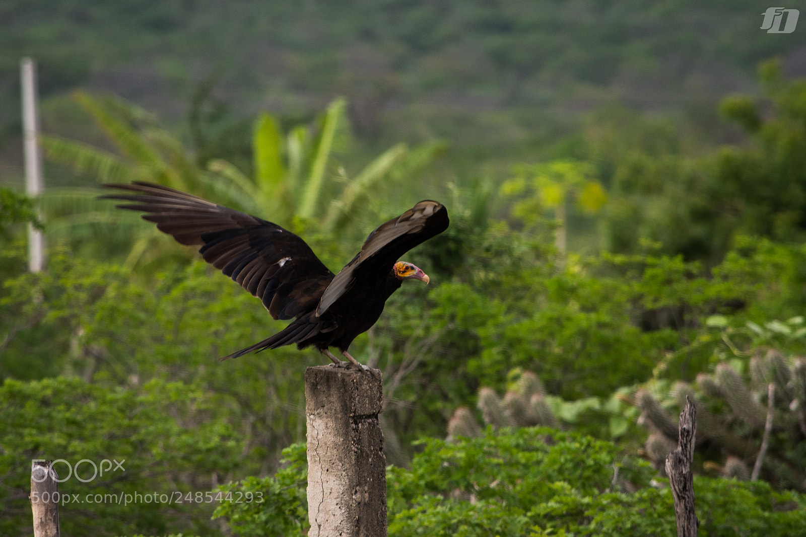 Nikon D7200 sample photo. Lesser yellow-headed vulture photography