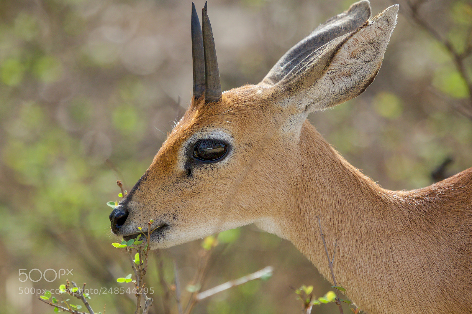 Canon EOS 7D Mark II sample photo. A steenbok in the photography