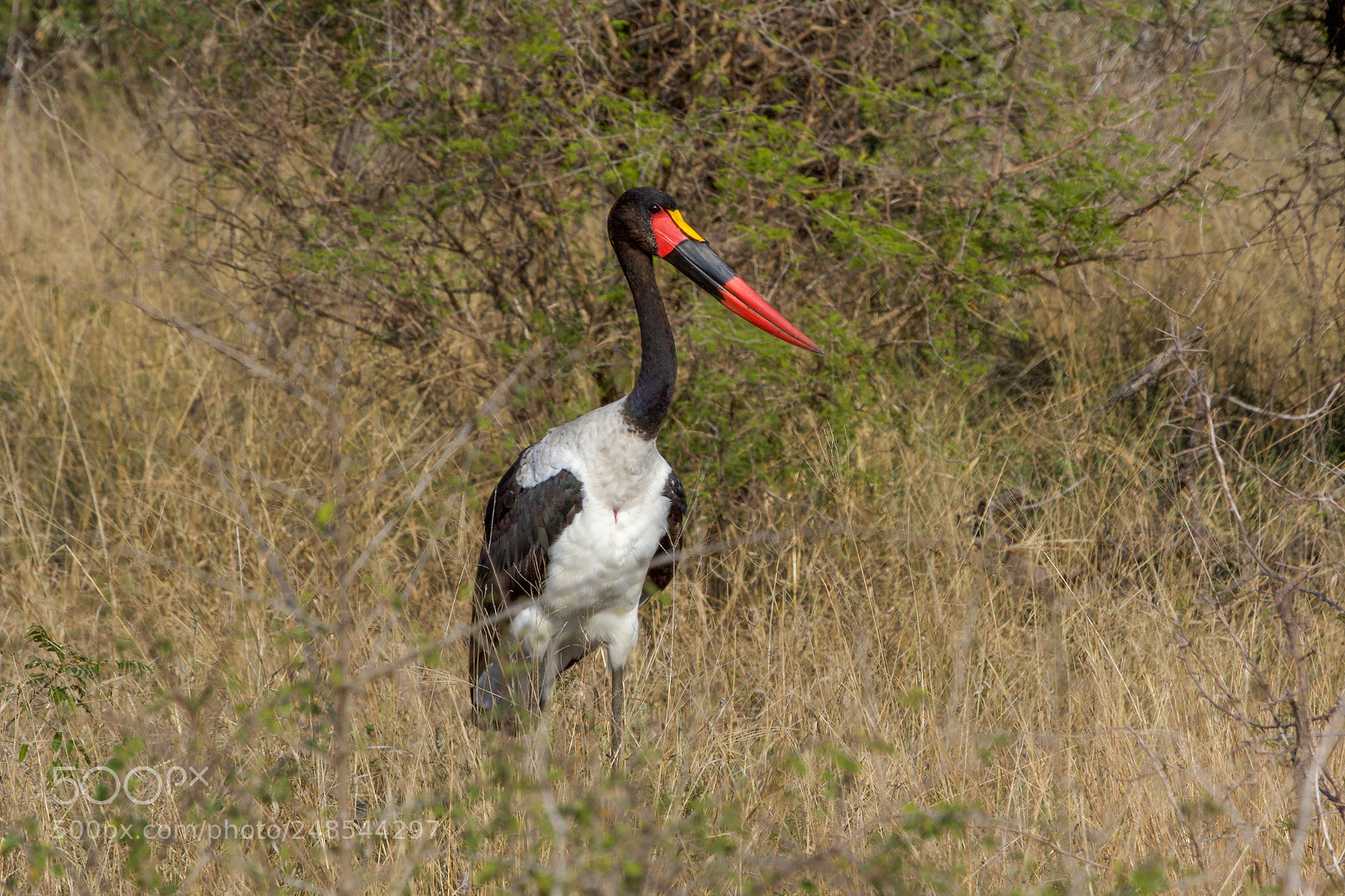 Canon EOS 7D Mark II sample photo. A saddle-billed stork in photography