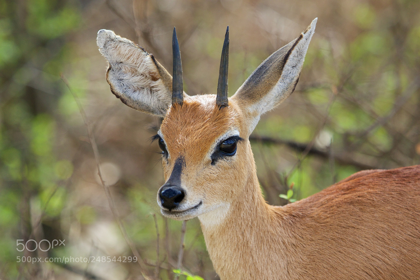 Canon EOS 7D Mark II sample photo. A steenbok in the photography