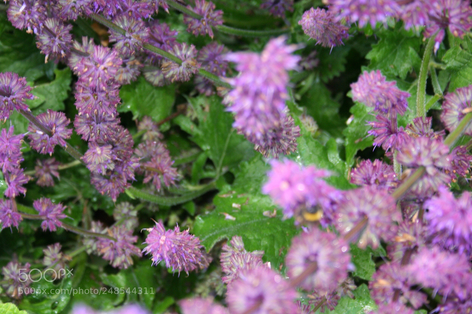 Canon EOS 350D (EOS Digital Rebel XT / EOS Kiss Digital N) sample photo. Purple flowers photography