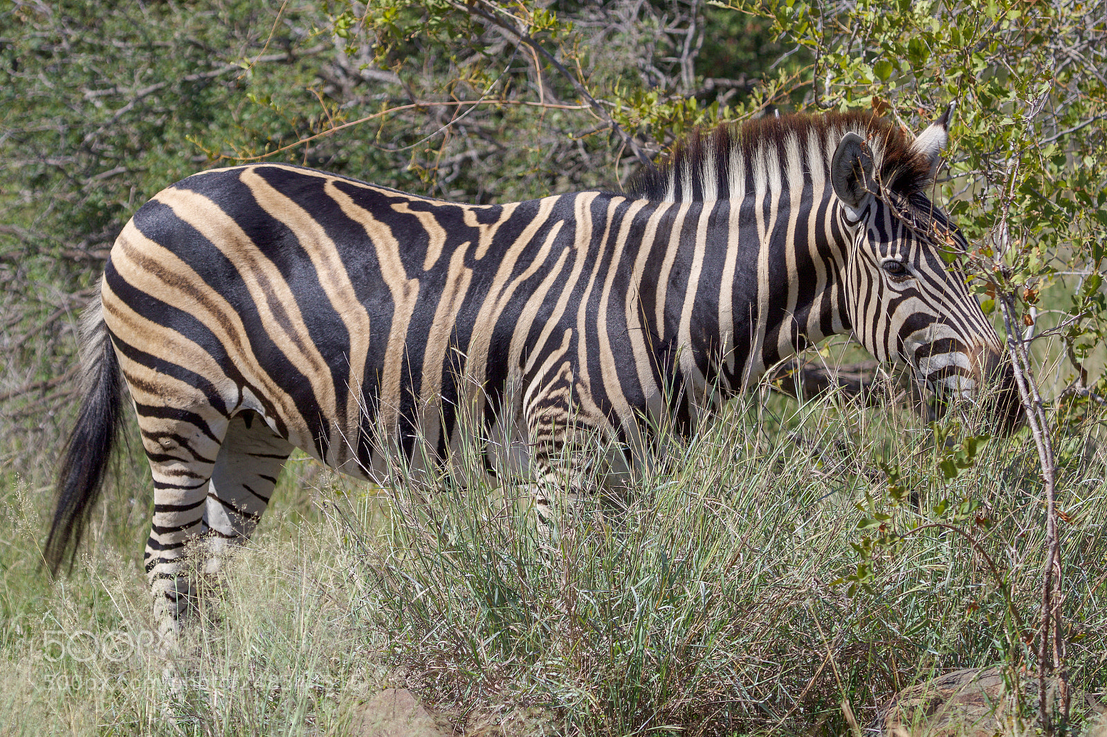 Canon EOS 7D Mark II sample photo. A zebra in the photography