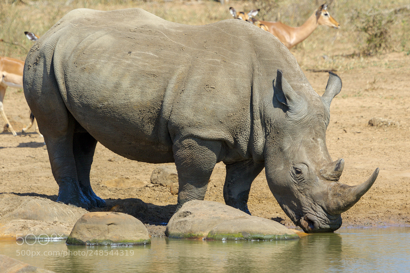 Canon EOS 7D Mark II sample photo. In the kruger national photography