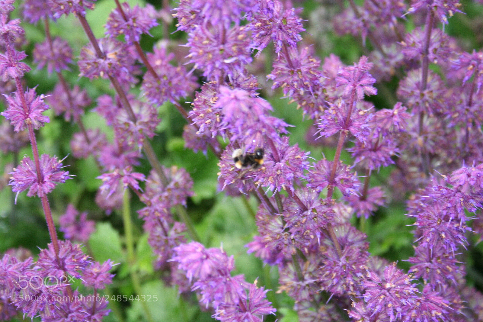 Canon EOS 350D (EOS Digital Rebel XT / EOS Kiss Digital N) sample photo. Purple flowers photography