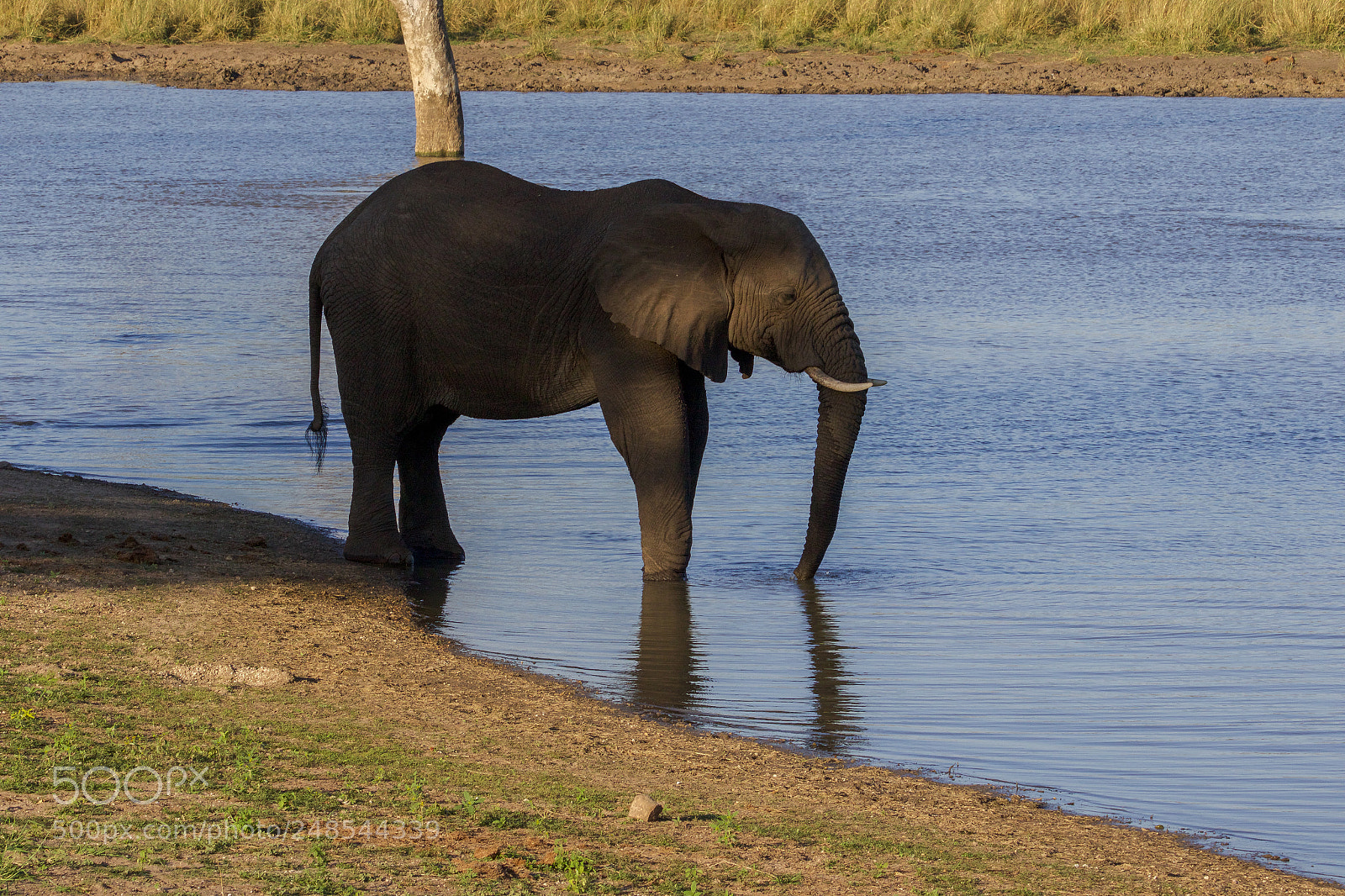 Canon EOS 7D Mark II sample photo. An elephant in the photography