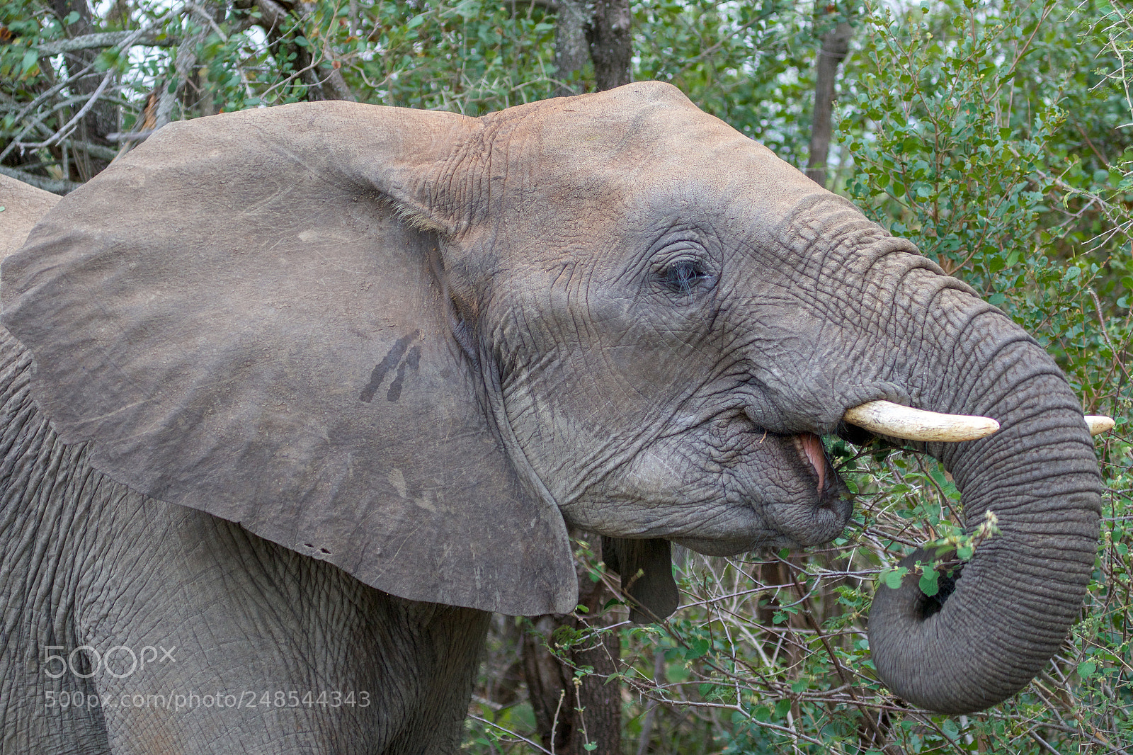 Canon EOS 7D Mark II sample photo. An elephant in the photography