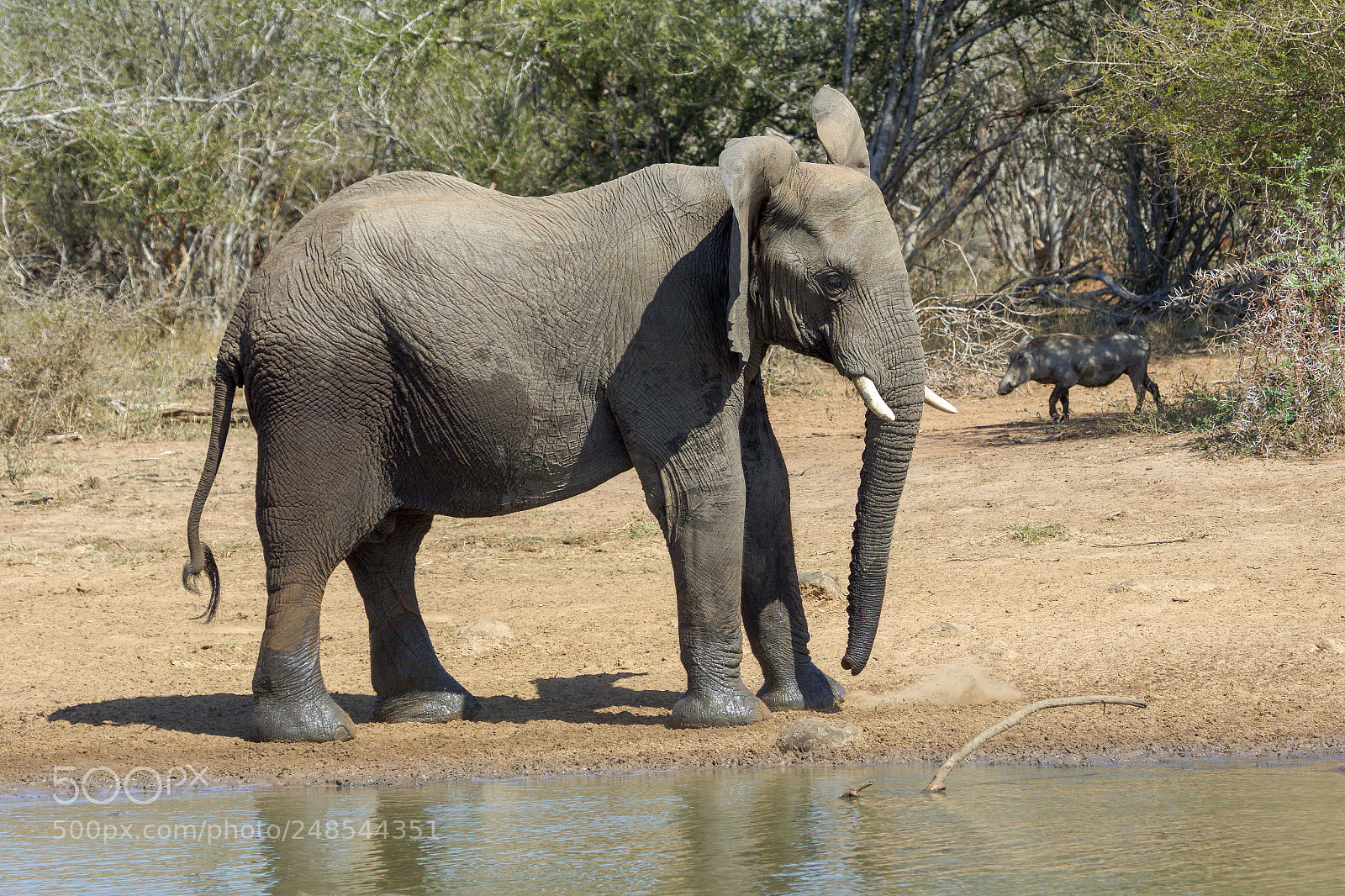 Canon EOS 7D Mark II sample photo. An elephant in the photography