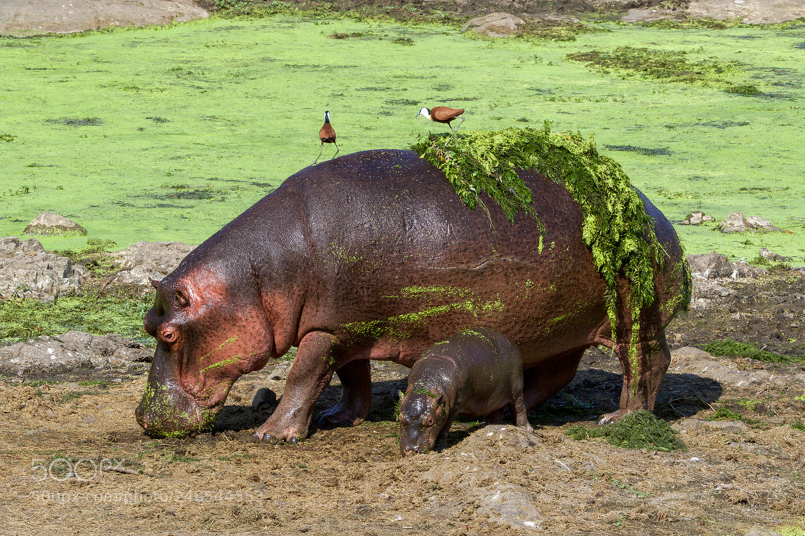 Canon EOS 7D Mark II sample photo. An hippo and her photography