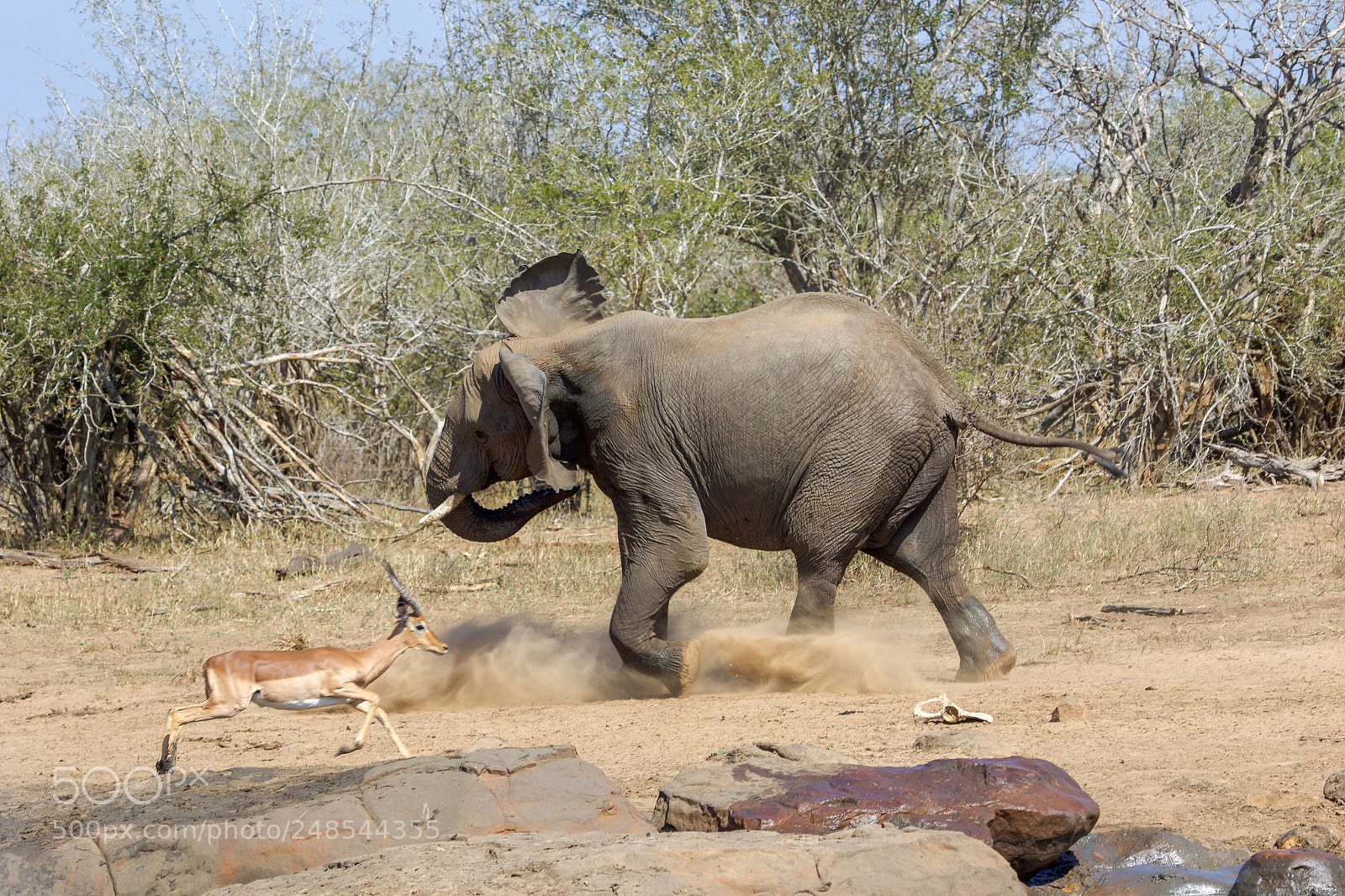 Canon EOS 7D Mark II sample photo. An elephant in the photography