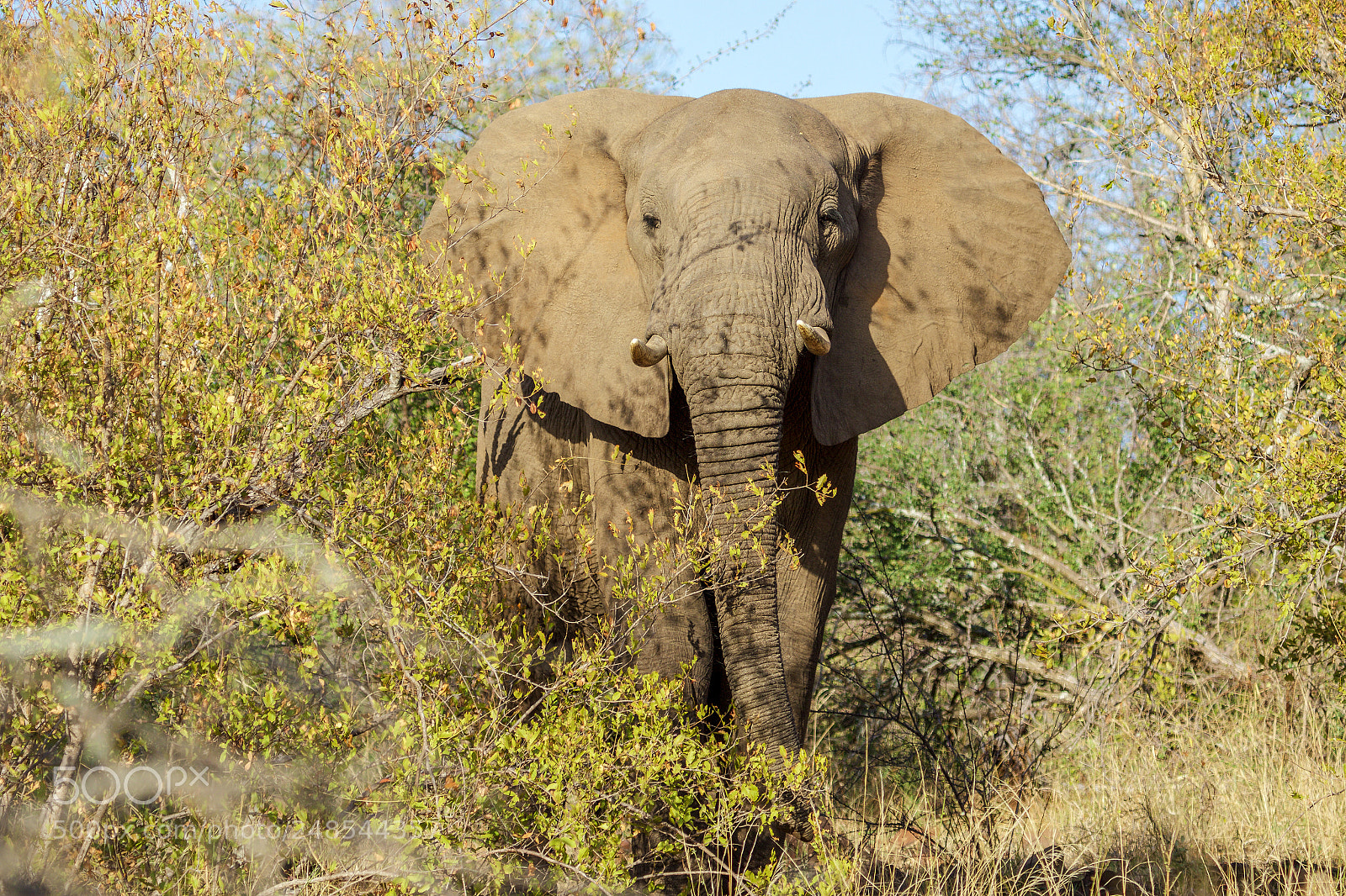 Canon EOS 7D Mark II sample photo. An elephant in the photography