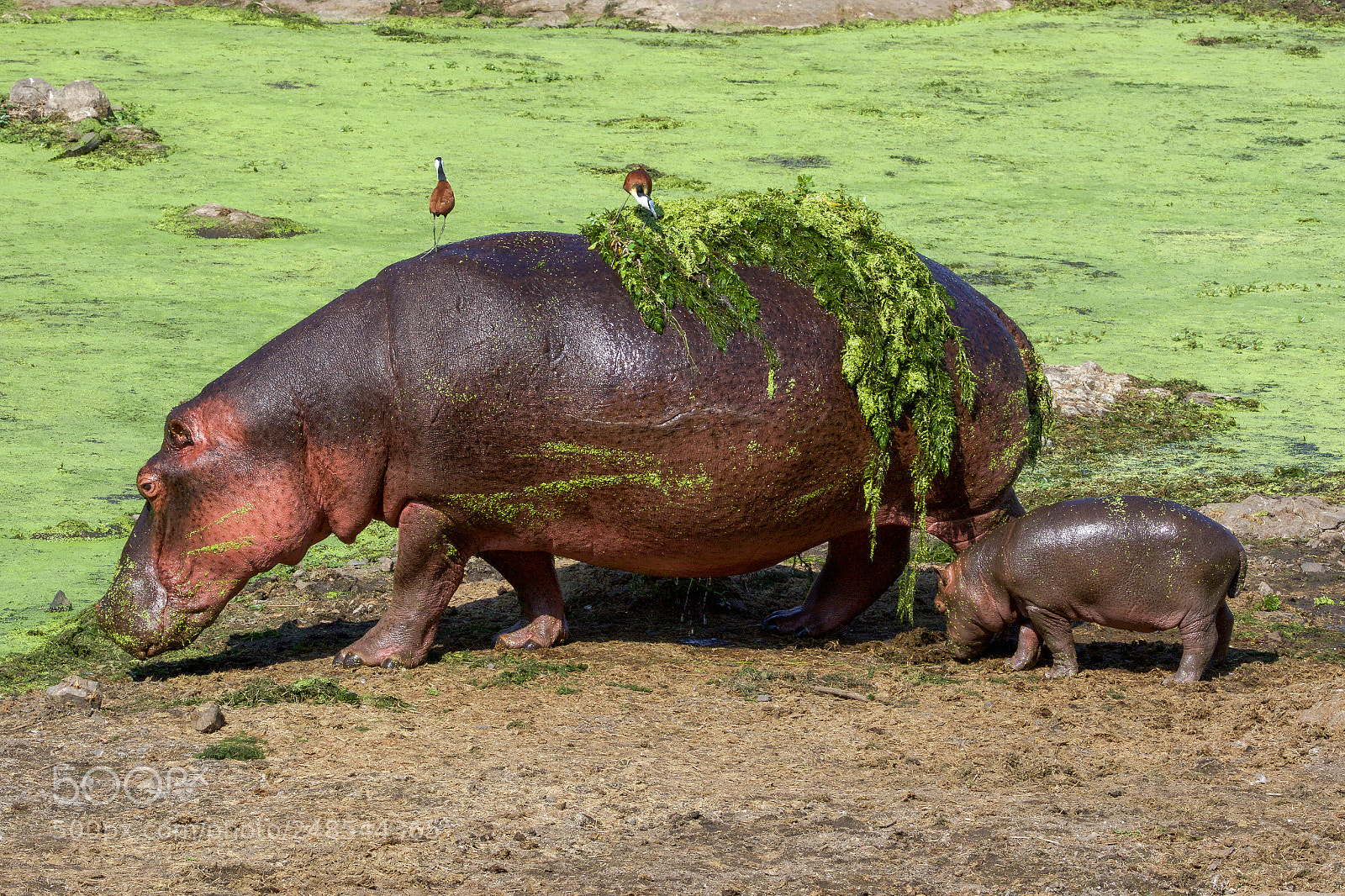 Canon EOS 7D Mark II sample photo. An hippo and her photography