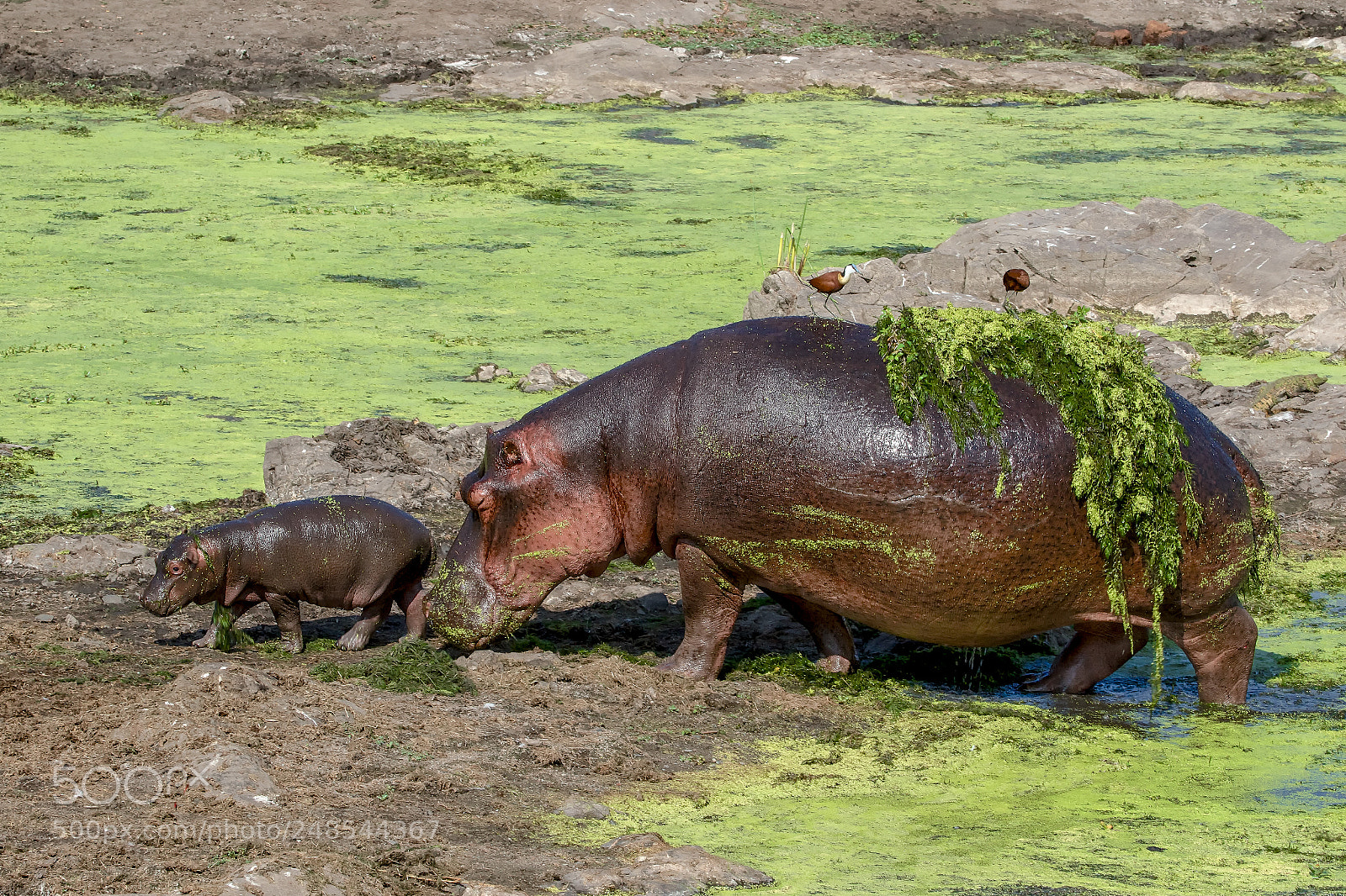 Canon EOS 7D Mark II sample photo. An hippo and her photography