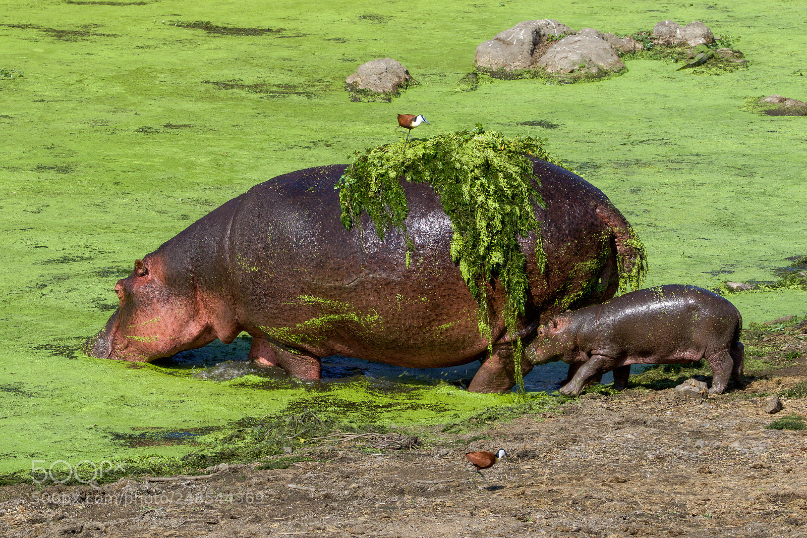 Canon EOS 7D Mark II sample photo. An hippo and her photography