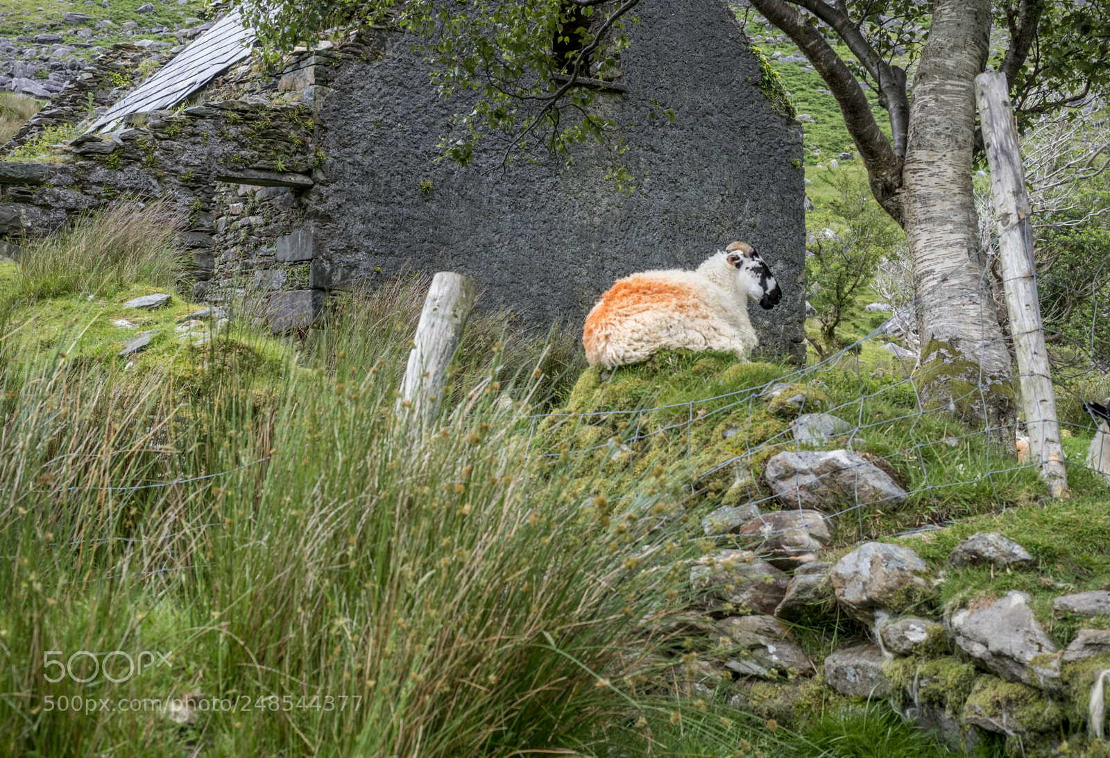 Olympus OM-D E-M1 Mark II sample photo. Lord of the manor photography