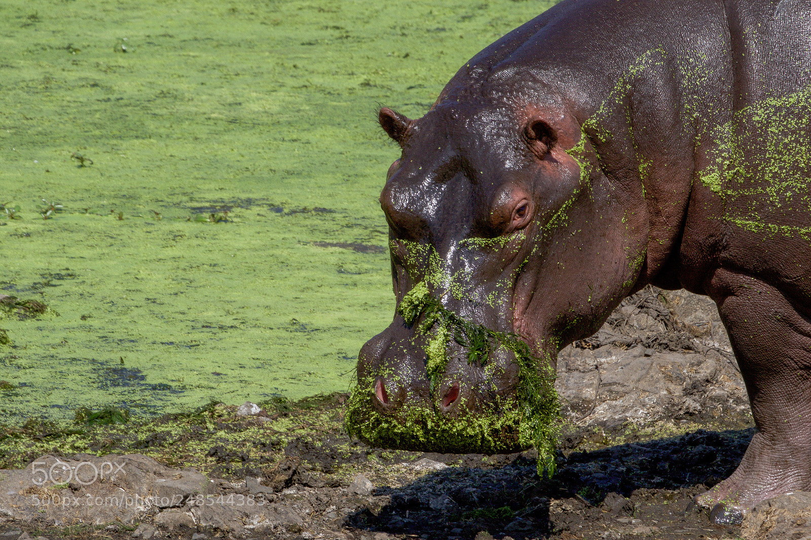 Canon EOS 7D Mark II sample photo. An hippo in the photography