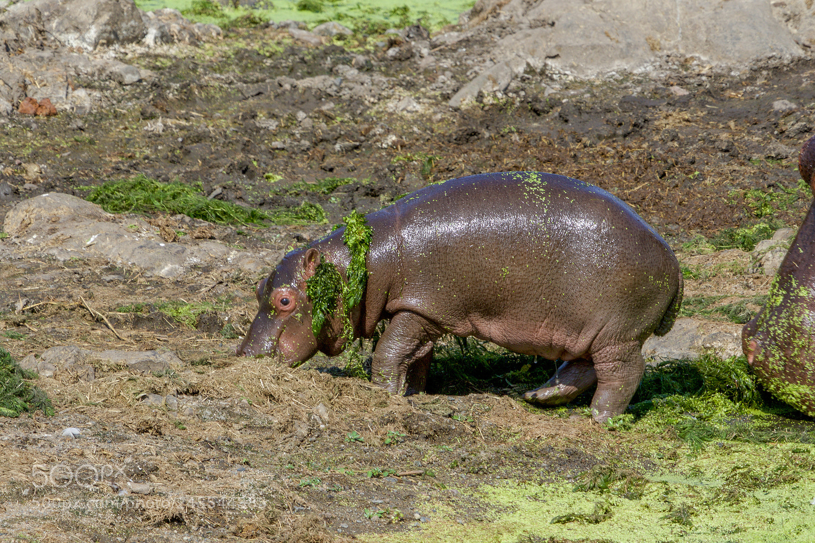 Canon EOS 7D Mark II sample photo. An hippo in the photography