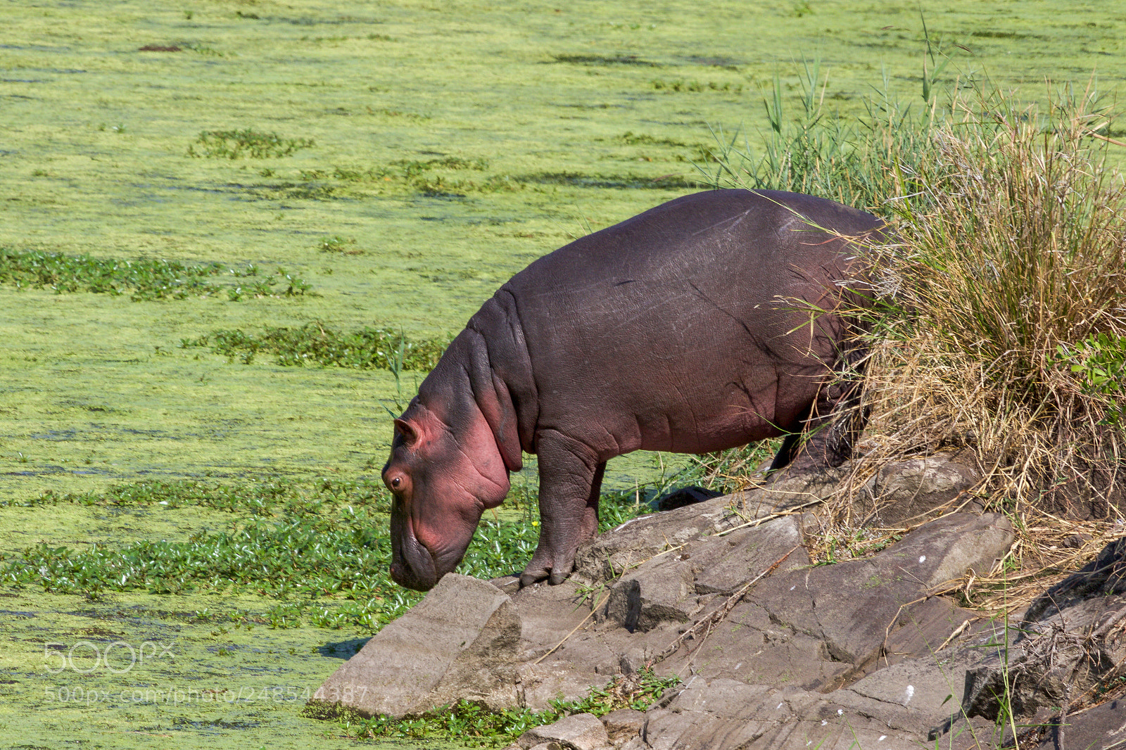 Canon EOS 7D Mark II sample photo. An hippo in the photography