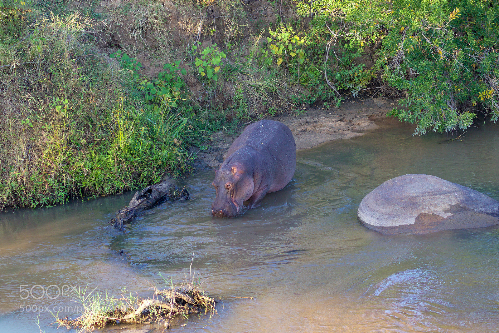 Canon EOS 7D Mark II sample photo. Hippo in the river photography