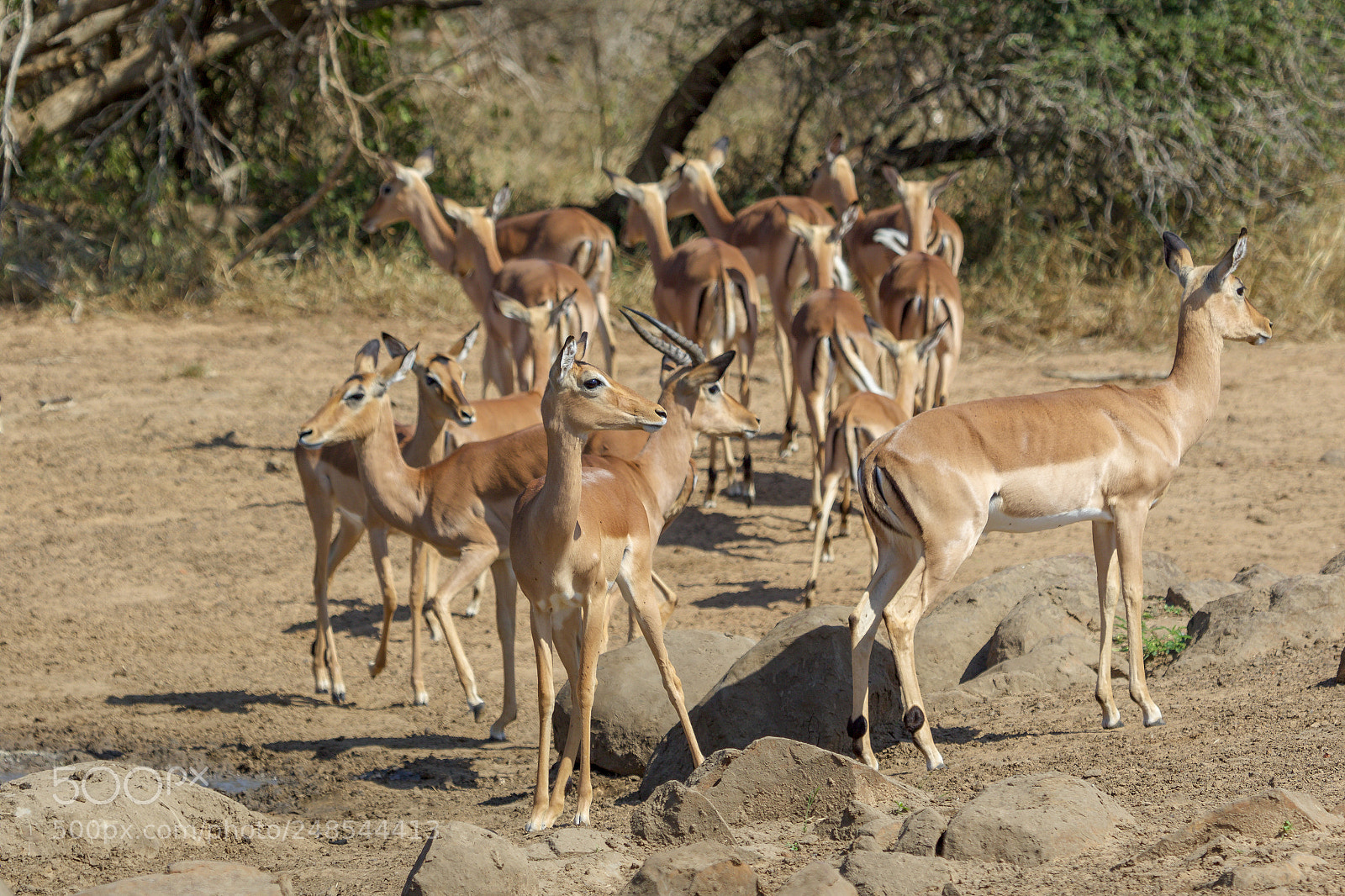 Canon EOS 7D Mark II sample photo. Herd of impalas kruger photography