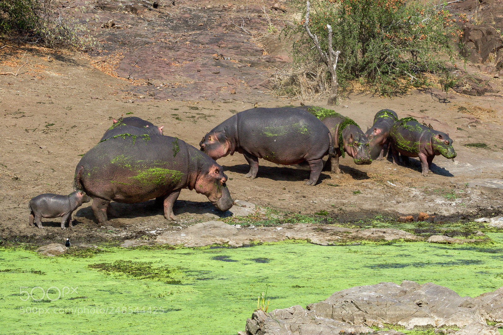 Canon EOS 7D Mark II sample photo. Hippos in the kruger photography
