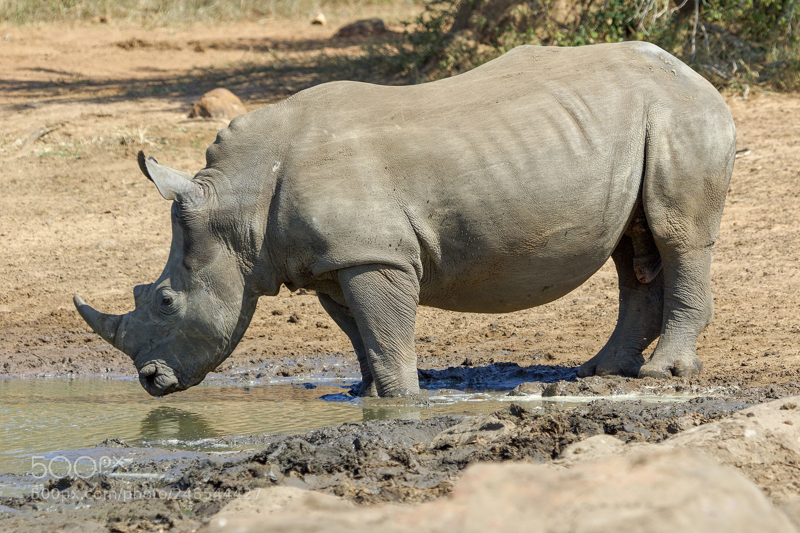 Canon EOS 7D Mark II sample photo. In the kruger national photography