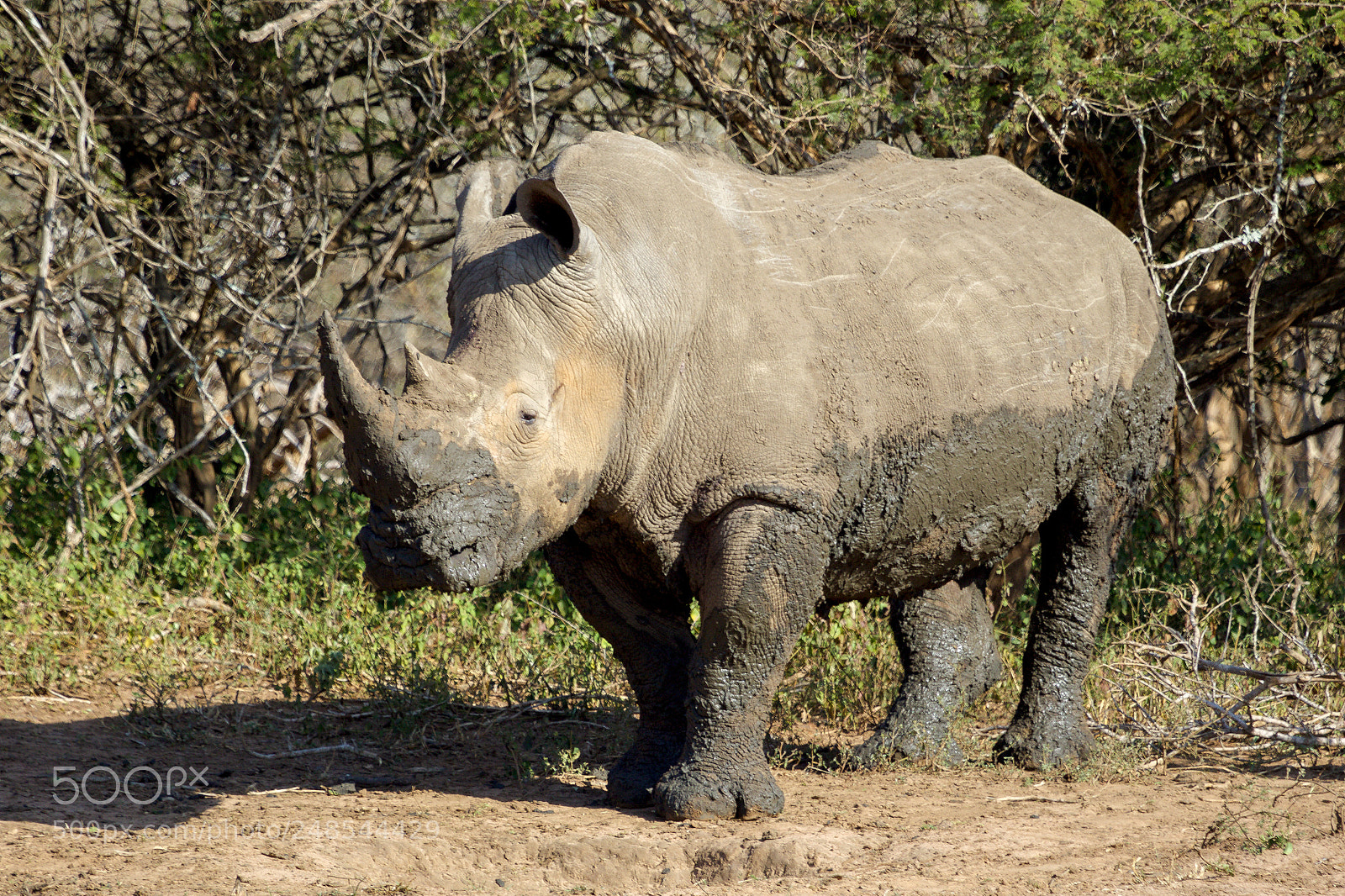 Canon EOS 7D Mark II sample photo. In the kruger national photography
