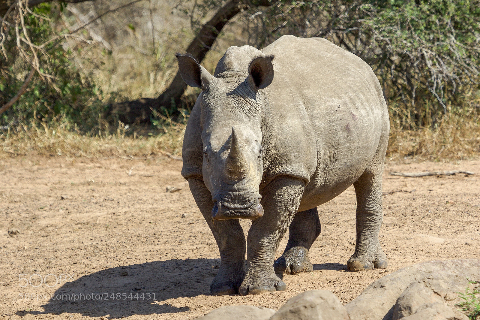 Canon EOS 7D Mark II sample photo. In the kruger national photography