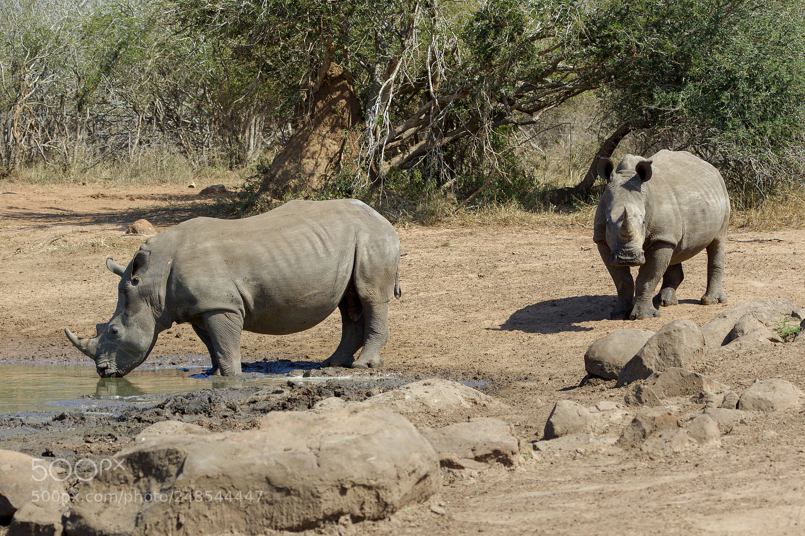 Canon EOS 7D Mark II sample photo. Rhinos in the kruger photography