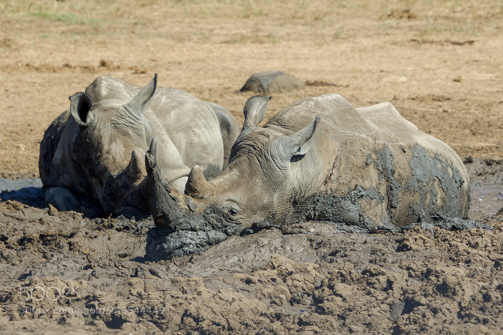 Canon EOS 7D Mark II sample photo. Rhinos in the kruger photography