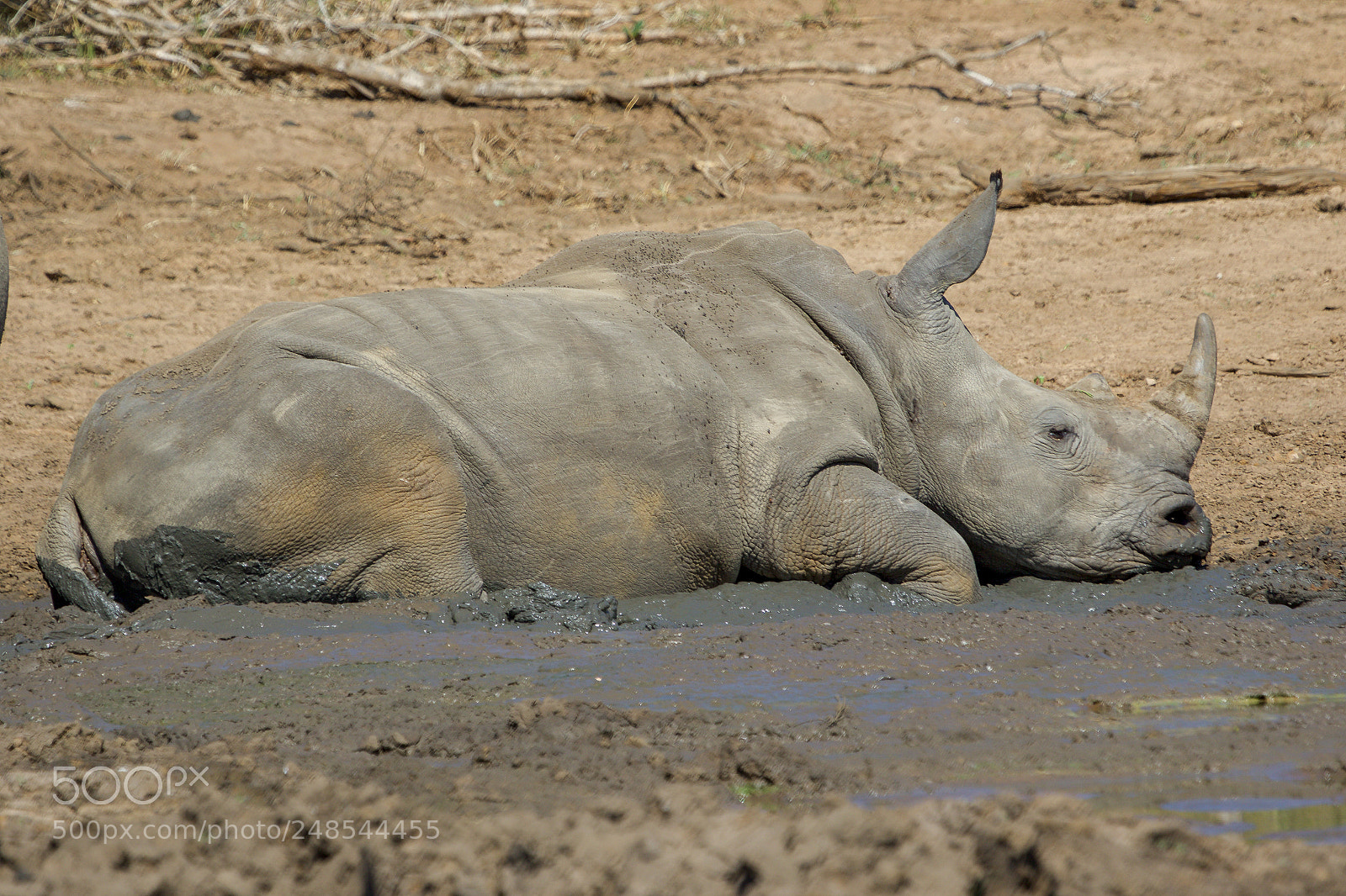 Canon EOS 7D Mark II sample photo. In the kruger national photography