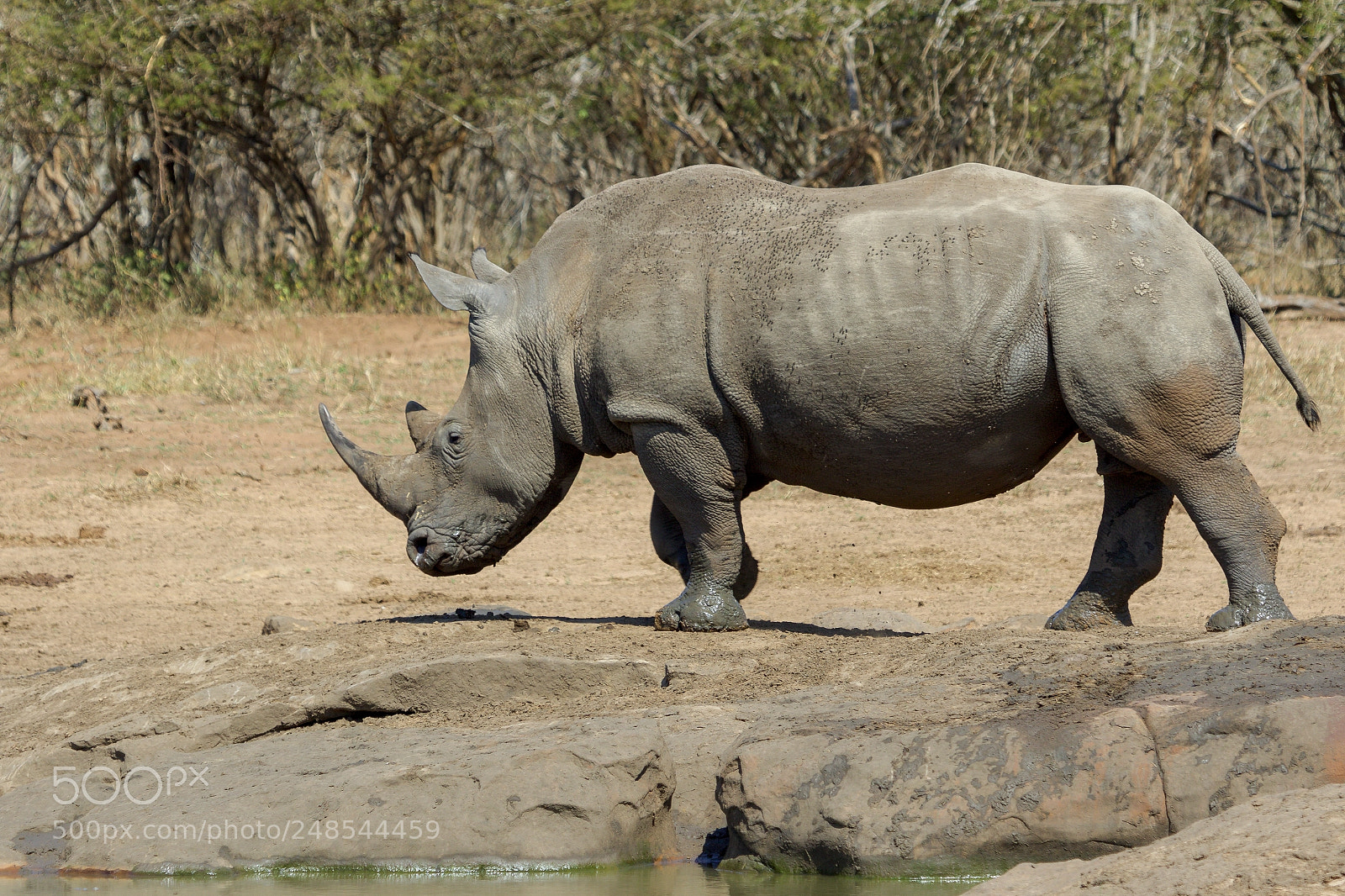 Canon EOS 7D Mark II sample photo. In the kruger national photography