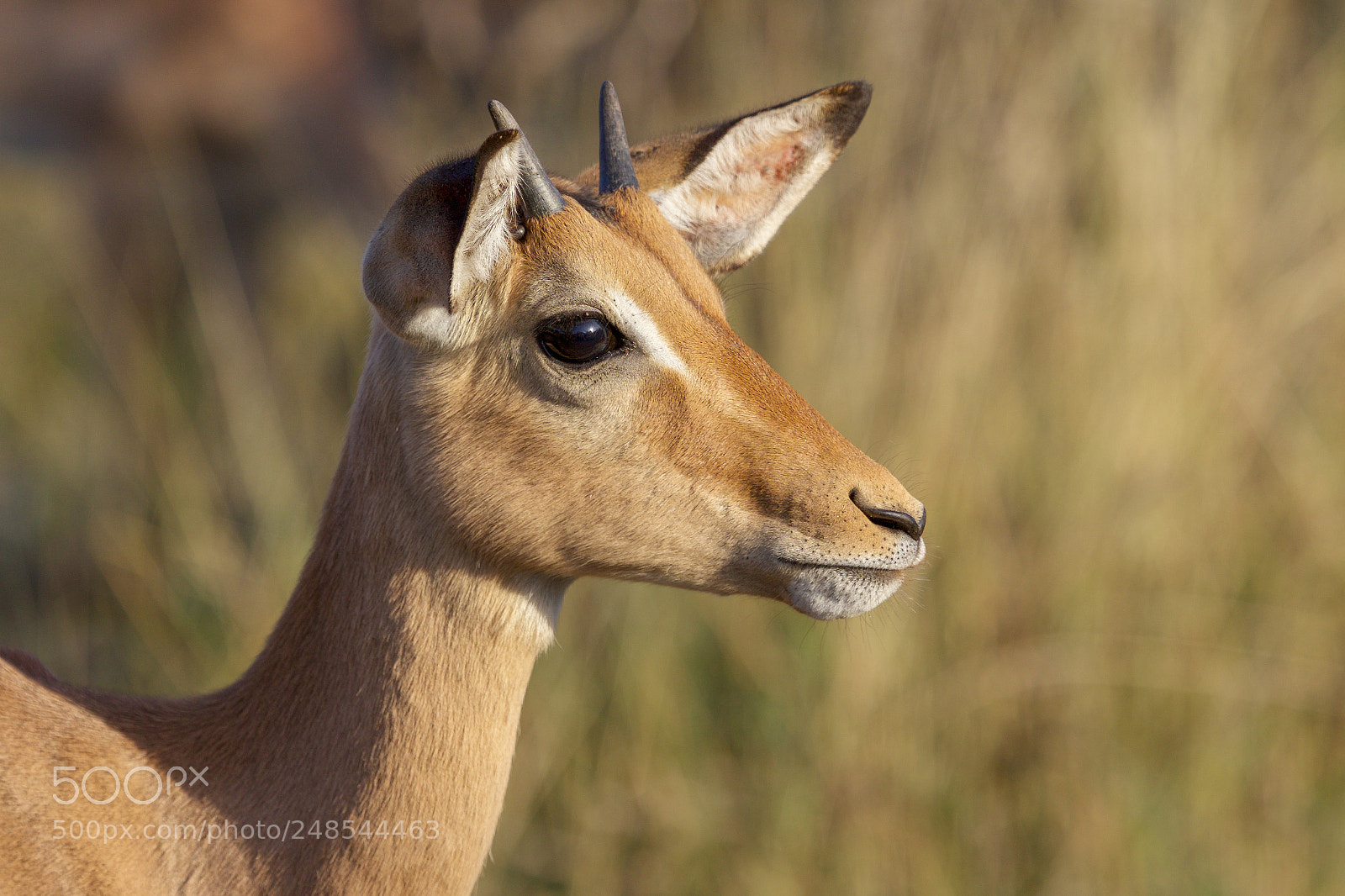 Canon EOS 7D Mark II sample photo. Portrait of an impala photography