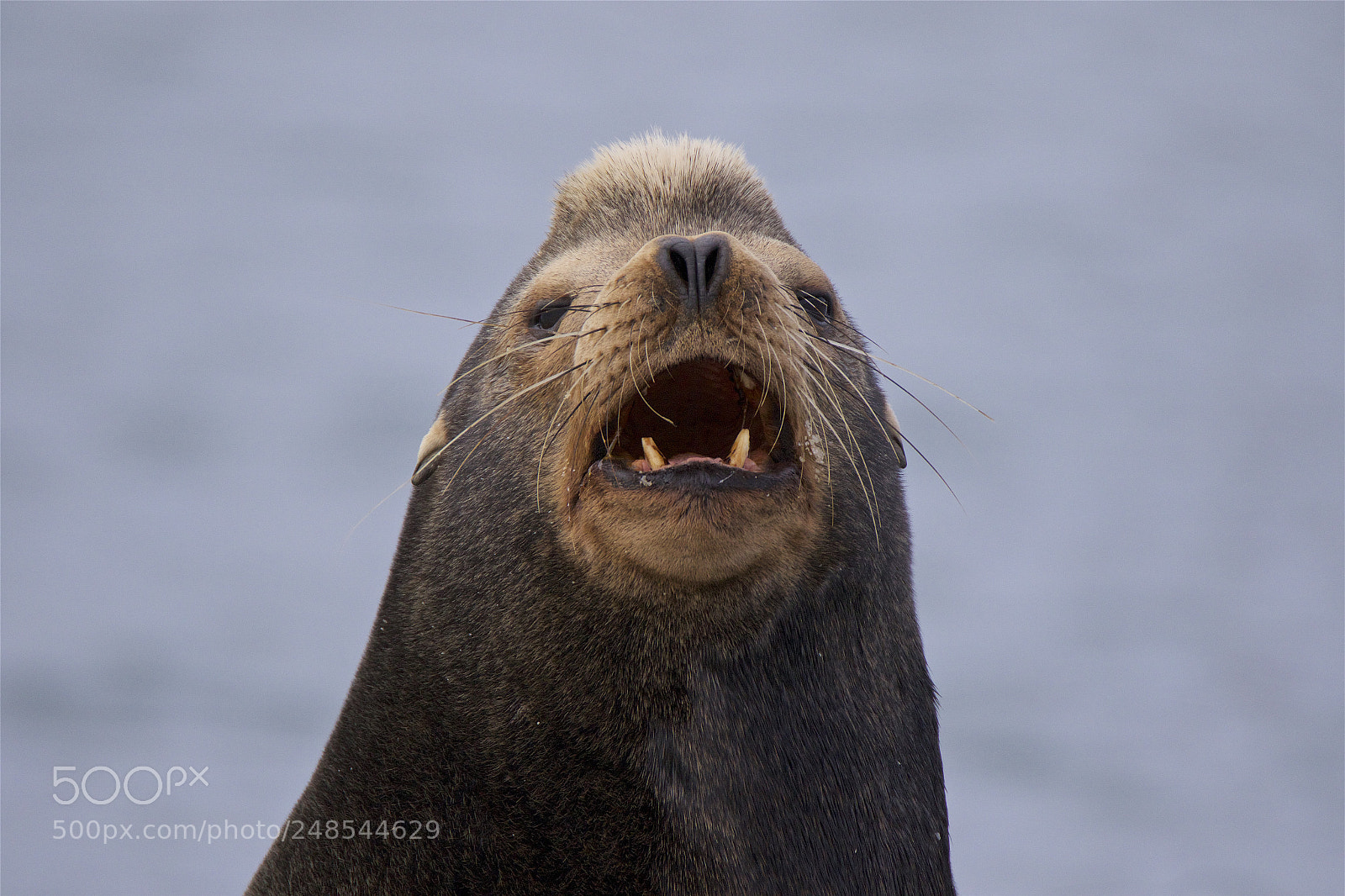 Canon EOS 7D Mark II sample photo. A steller sealion photography