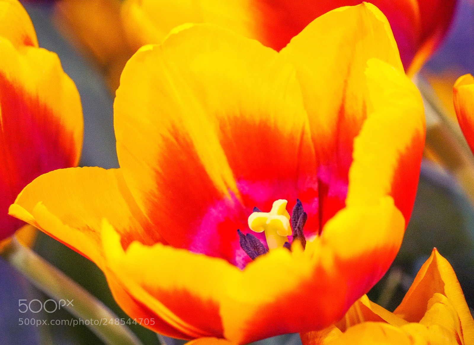 Sony a6500 sample photo. Yellow flower photography