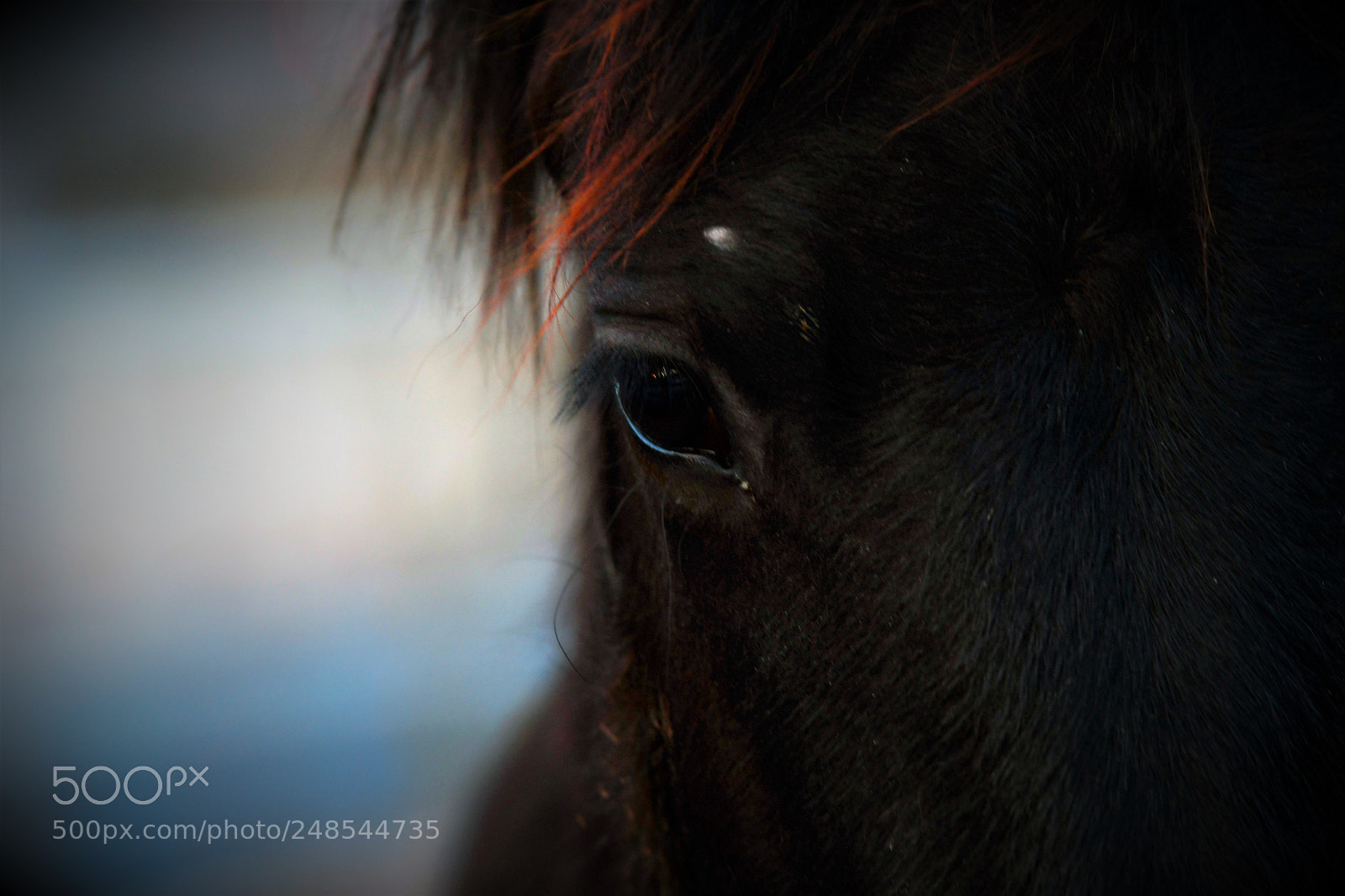 Nikon D500 sample photo. ...in your eyes... photography