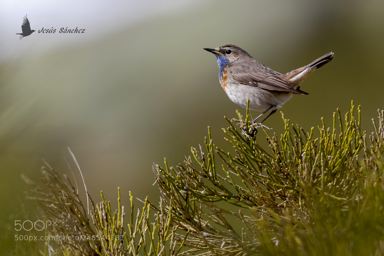 Canon EOS 7D sample photo. Ruise or pechiazul luscinia photography