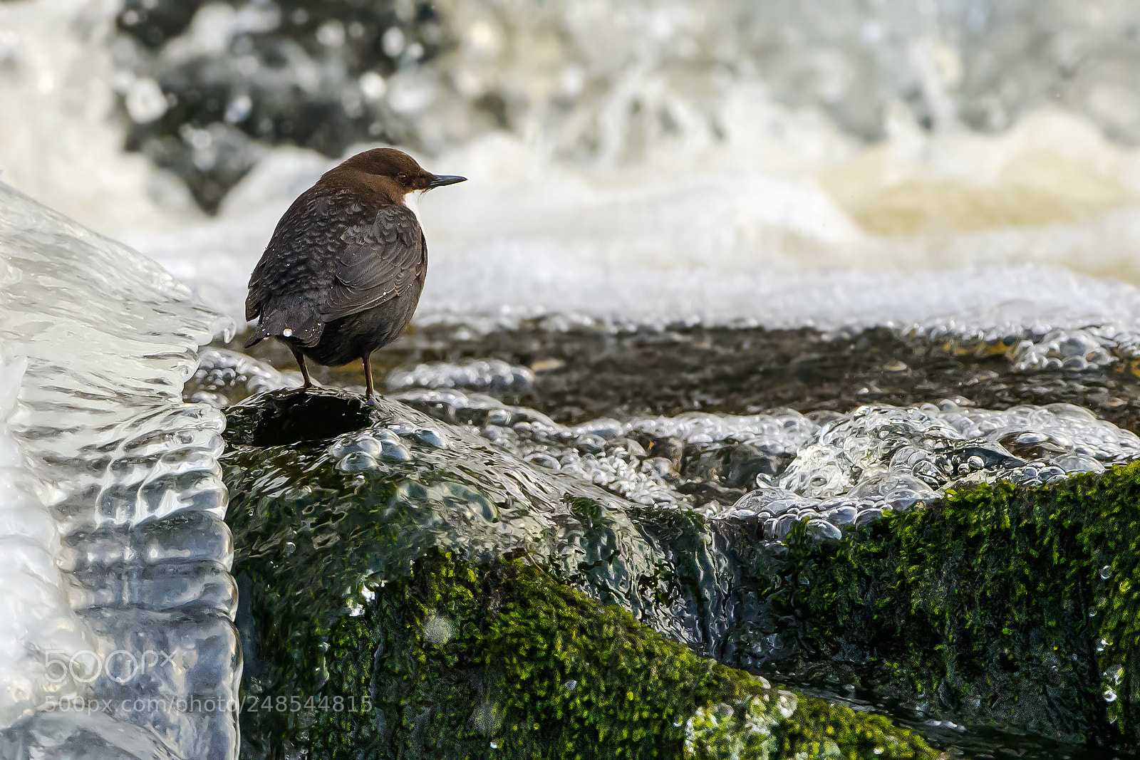 Nikon D800E sample photo. White-throated dipper between dives photography