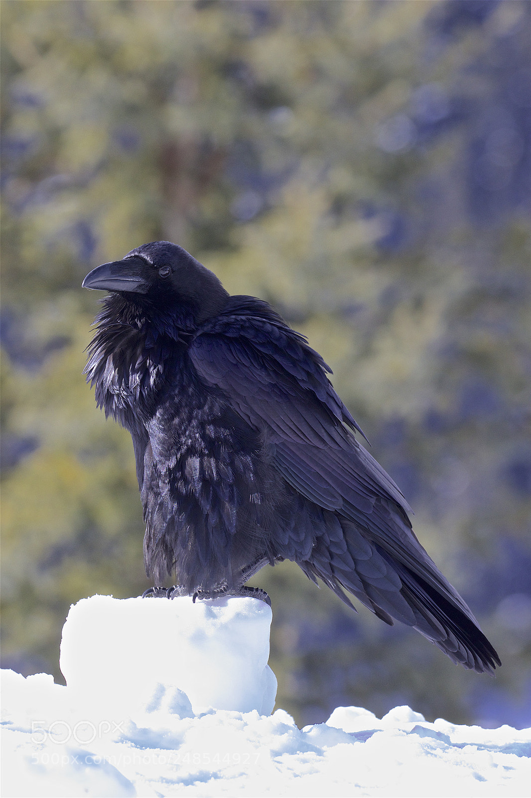 Canon EOS 7D Mark II sample photo. A raven on ice photography
