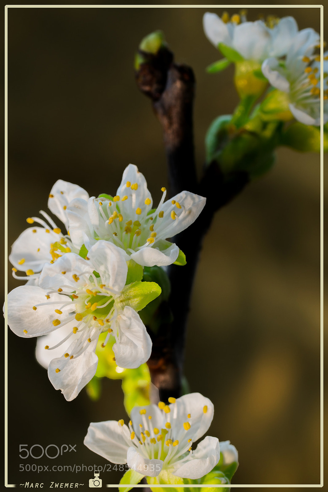 Sony ILCA-77M2 sample photo. 'snow of the spring' photography