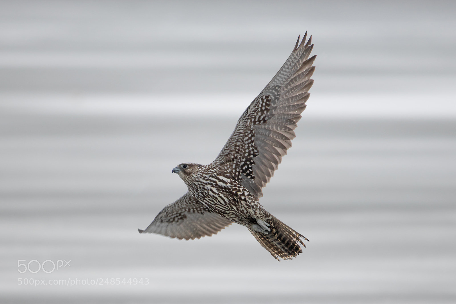 Canon EOS 80D sample photo. Gyrfalcon over frozen lake photography