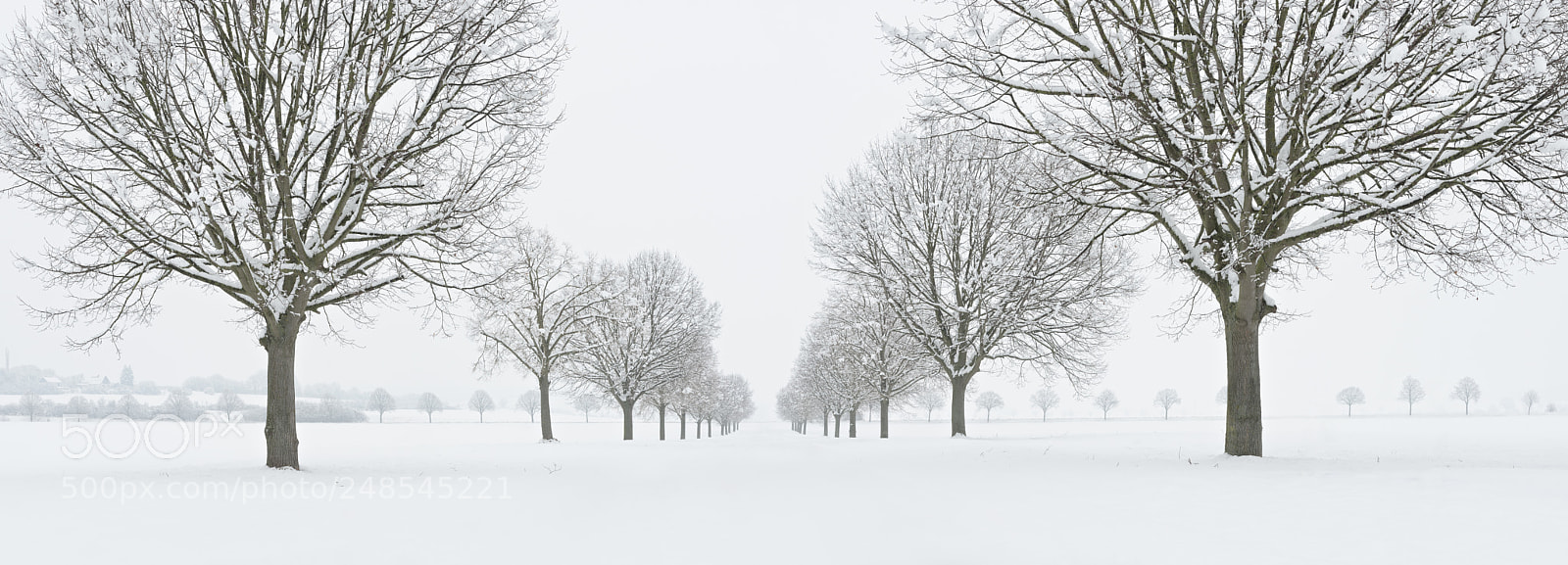 Nikon D800 sample photo. White winter solitude iv photography